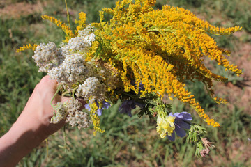 Woman hand holding a bunch of wildflowers. Medicinal plants goldenrod, yarrow and chicory