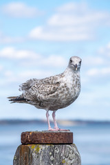 Portrait of young silver seagull perfectly standing on pole in the local marina in Mudeford Bay, close capture of bird with blurred background and focus on sea gull making eye contact, sunny day and