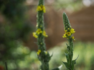 Mullein Plants in Flower