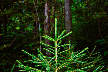 Fototapeta premium Young green Christmas fir tree on the background of wild northern forests. Healthy lifestyle. Tourist destination. Low depth of field. Background blurred