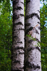 A huge white double birch tree in a coniferous forest against a blue sky. Shallow depth of field. Northern forests, taiga