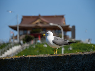 Black-tailed gull at Kabushima,  in Hachinohe, Aomori, Japan.