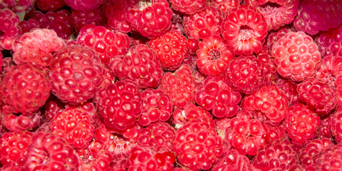 Fresh tasty only plucked wild raspberries. Healthy lifestyle. Vegetarian food