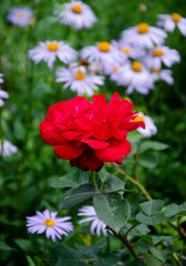 Red dahlia flower in the garden
