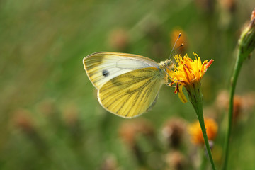 Butterfly Cabbage, or Belyanka Cabbage, (Pieris brassicae) sits on a yellow flower in the sun. Green background. Selective focus.