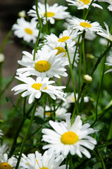 Fototapeta premium Daisies in the garden