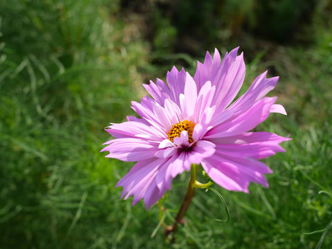 日本庭園の花壇で咲くピンク色のコスモス（日本の浜離宮恩賜庭園）