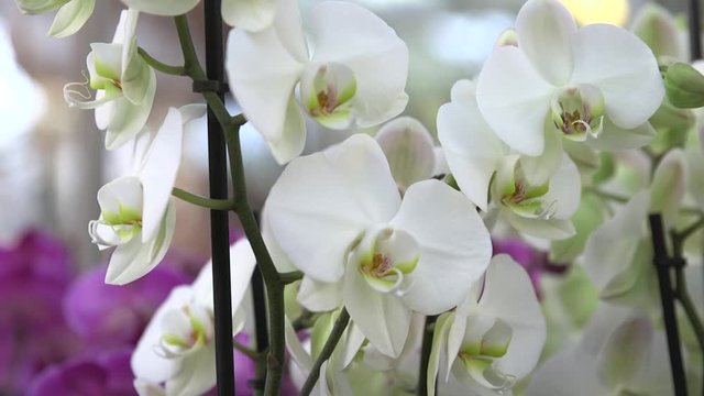 The image slides past white orchids