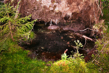The roots of a huge fallen pine tree in the taiga in a swamp. Bushes with delicious forest blueberries. Dirty swamp water. Northern forests.