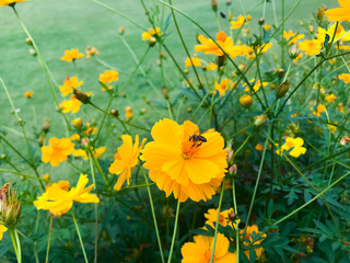 Yellow flowers in the garden.