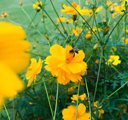 Yellow flowers in the garden.