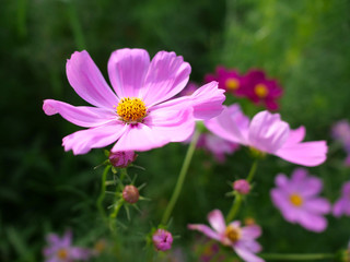 日本庭園の花壇で咲くピンク色のコスモスの花々（日本の浜離宮恩賜庭園）