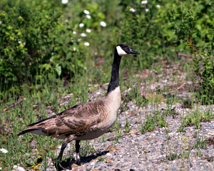 Canadian Geese stock photos. Canadian Geese close-up profile view displaying brown feather plumage, body with a foliage background in its habitat and environment. Image. Picture. Portrait.