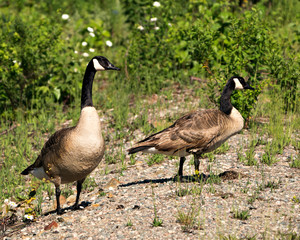 Canadian Geese stock photos. Canadian Geese couple close-up profile view with a foliage background in their habitat and environment, looking to the right. Lovebirds. Image. Picture. Portrait.