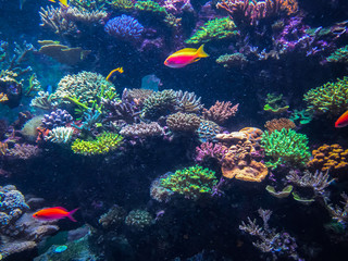 Obraz na płótnie Canvas Tropical coral reef and fish.