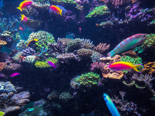 Tropical coral reef and fish.