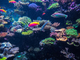 Tropical coral reef and fish.