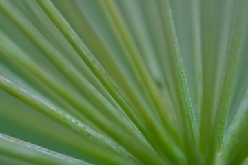 Fototapeta na wymiar Macro floral background. Macro green pine tree needles background. Pine cone and green pine needles. Beautiful macro wallpaper. Soft focus abstract nature pattern. 