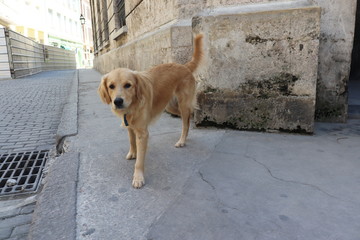 キューバのハバナで放し飼いの犬