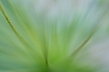 Macro floral background. Macro green pine tree needles background. Pine cone and green pine needles. Beautiful macro wallpaper. Soft focus abstract nature pattern. 