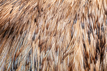 Feathers of a female South African ostrich (Struthio camelus australis)