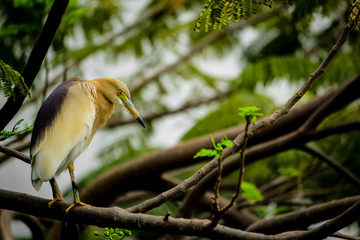 yellow billed hornbill