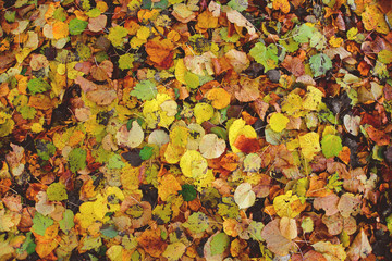 Colourful green and brown autumn leafs