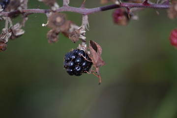 insecto posado en una mora madura