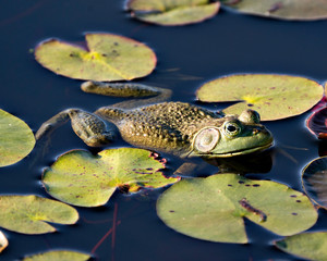 Frog photo stock. Sitting on a water lily leaf in the water displaying green body, head, legs, eye in its environment and surrounding. mage. Picture. Portrait.