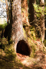 burrow in the forest