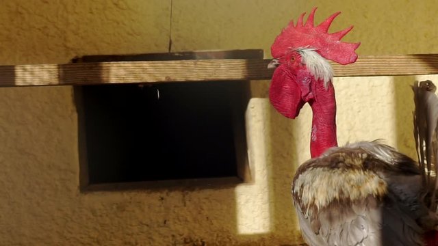 funny cock with a bare neck in a henhouse. closeup