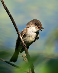 Northern Rough-winged Swallow photo stock. close-up profile view, perched on a branch with open beak, displaying brown feather plumage with a blur background in its habitat. Image. Picture. Portrait.