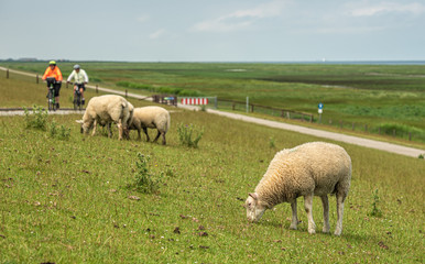 Deichschafe bei Carolinensiel in Ostfriesland