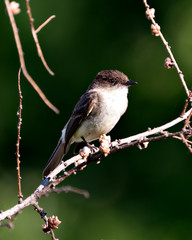Northern Rough-winged Swallow photo stock. Perched on a branch displaying brown feather plumage with a green blur background in its habitat  looking to the right side.  Image. Picture. Portrait.