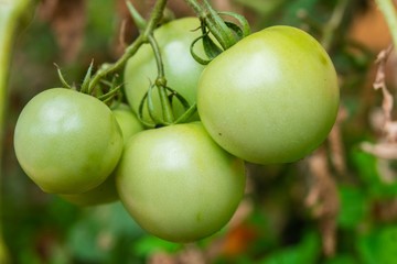 unripe green tomatoes in a garden
