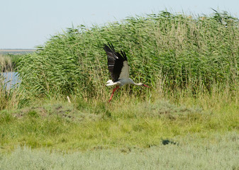Wild white stork taking off after search of food near river reeds