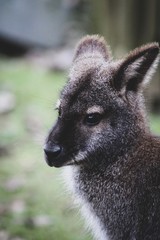 Naklejka premium Wallaby 