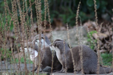 Otters in the reeds