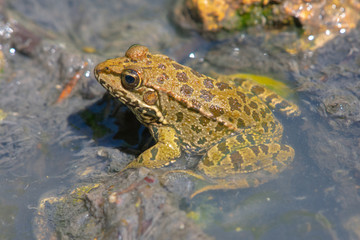 small frog in the shallow water of a river stream