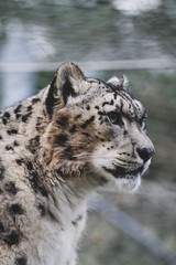 Naklejka premium snow leopard portrait