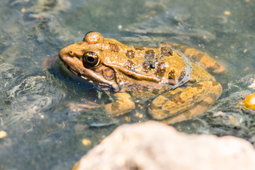 small frog in the shallow water of a river stream