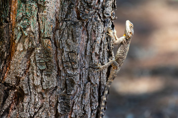 small lizard climbing up a tree trunk