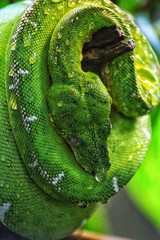 green snake in a tree