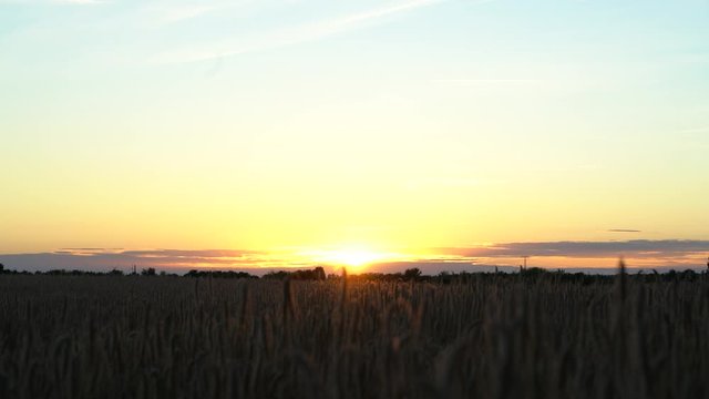 The sun setting above a cornfield north of Berlin