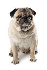 Obraz premium Adorable mature Pug dog sitting on white isolated background. Funny dog poses