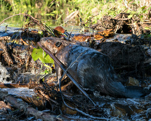 Beaver Stock Photos.  Image. Picture. Portrait. Building dam. Beaver wet fur. Muddy beaver. Working beaver.