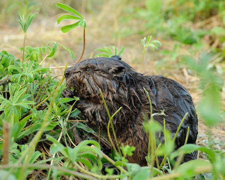 Beaver stock photos.Beaver baby close-up eating grass.  Image. Picture. Portrait.