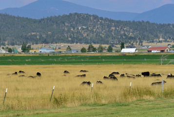 Cattle in a valley pasture with outliers and moutains as backdrop.