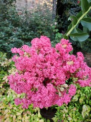 Obraz premium pink flowers in a garden