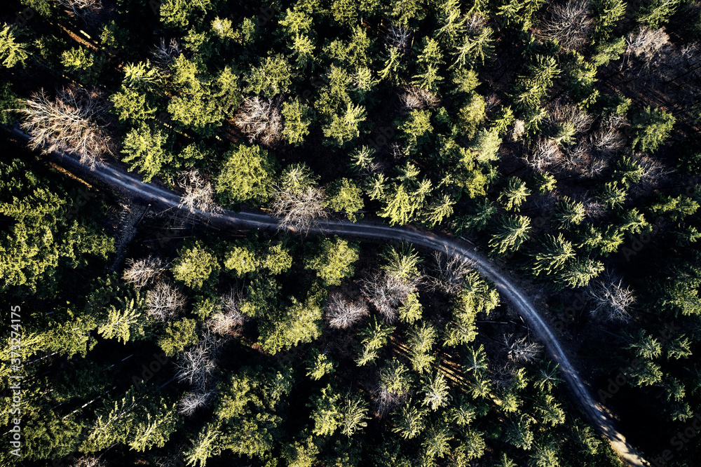 Wall mural Aerial drone view of trees in autumn. Street crossing the forest with long evening sun shadows. Beautiful top view. Green and Brown tones. - Wall murals